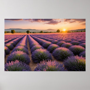 Poster Lavande Nature Extérieur Paysage Calme Tranquille