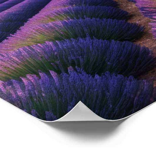 Poster Lavande Nature Extérieur Paysage Calme Tranquille (Coin)