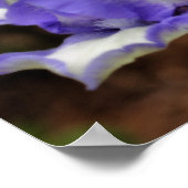 Poster Lavande Portée Iris Fleur Orton Art (Coin)