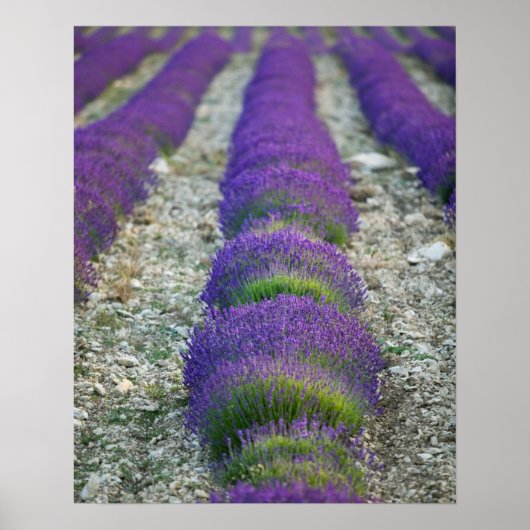 Poster Lavande, Provence, France (Devant)