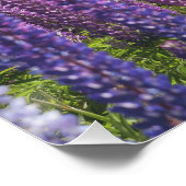 Poster lavande sur le lac (Coin)