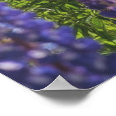 Poster lavande sur le lac (Coin)