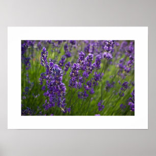 Poster Lavendar Lavendel