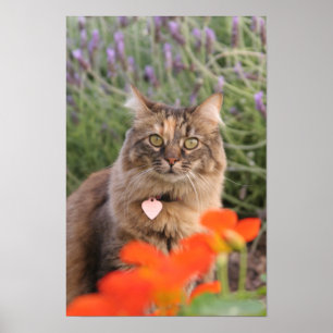 Poster Lavendar, nasturce, et un chat d'écaille