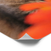 Poster Lavendar, Nasturtium et un chat Tortoiseshell (Coin)