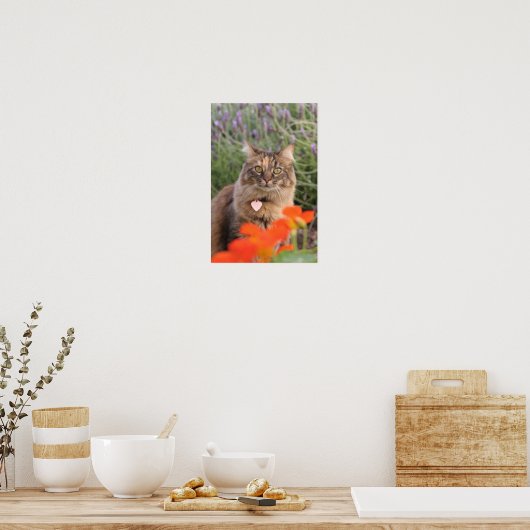 Poster Lavendar, Nasturtium et un chat Tortoiseshell (Cuisine)