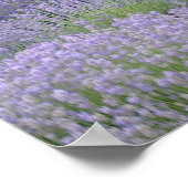 Poster lavender (Hoek)