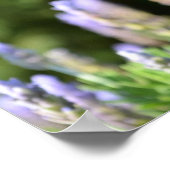 Poster lavender (Hoek)