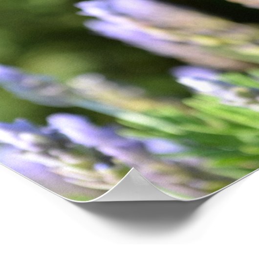 Poster lavender (Hoek)