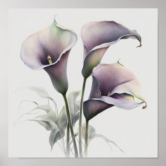 Poster Lavender Calla Lilies Lily Flower Art Imprimer Pos (Devant)