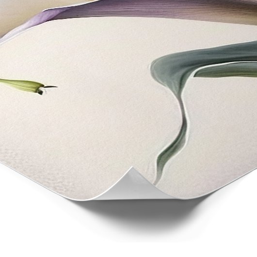 Poster Lavender Calla Lilies Lily Flower Art Imprimer Pos (Coin)