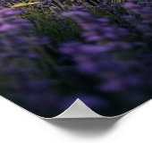Poster Lavender Deer Twilight Field (Coin)