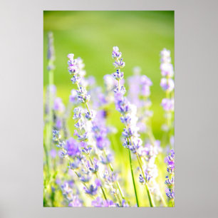 Poster Lavender Dream
