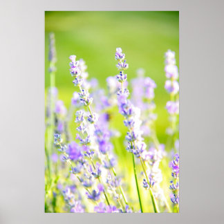 Poster Lavender Dream