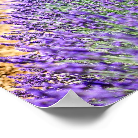 Poster Lavender Field (Coin)