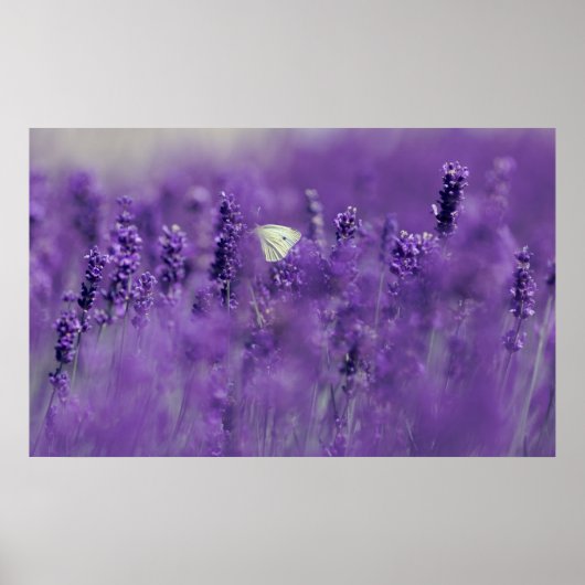 Poster Lavender Field (Voorkant)