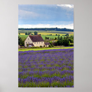 Poster Lavender Field Fleurs été Cotswolds Angleterre
