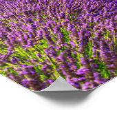 Poster Lavender Field scenic, France (Coin)