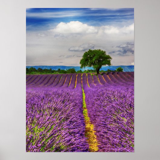 Poster Lavender Field scenic, France (Devant)