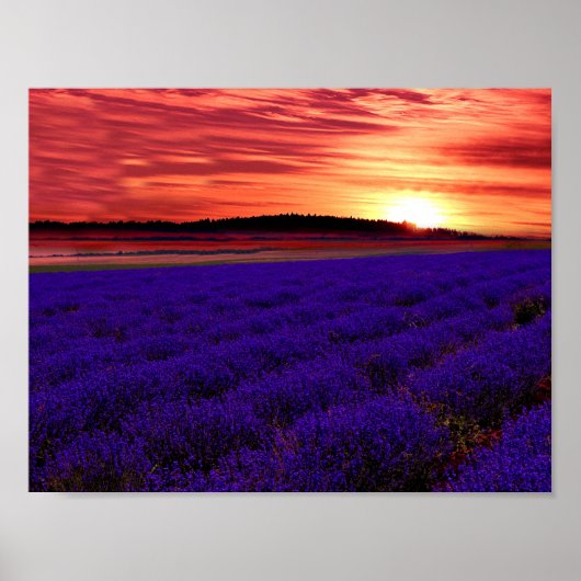 Poster lavender Field Sunset (Voorkant)