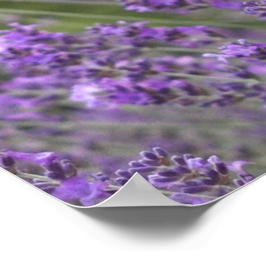Poster Lavender Fields (Hoek)