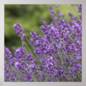 Poster Lavender Fields (Voorkant)