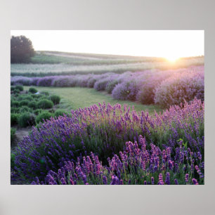 Poster Lavender Flowers Field