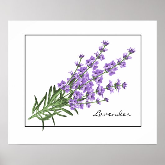 Poster-Lavender Poster (Voorkant)