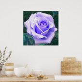 Poster lavender Roos (Keuken)