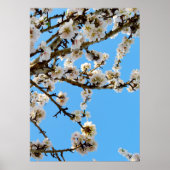 Poster L'avènement du printemps : Les fleurs blanches con (Devant)