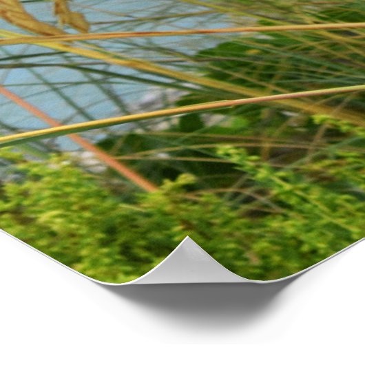 Poster L'avoine marine (Coin)