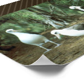 Poster Laysan Albatross (Coin)