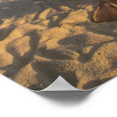 Poster Laysan Albatross, Diomedea immutabilis), (Coin)