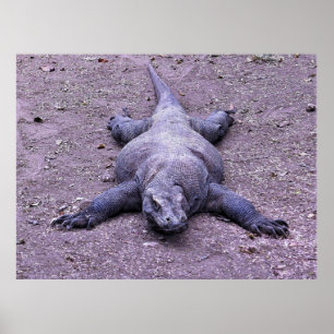 Poster Lazy Dragon