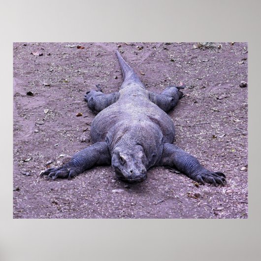 Poster Lazy Dragon (Devant)