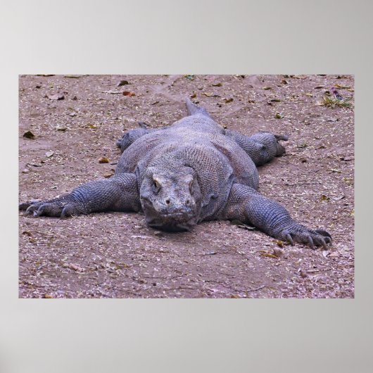 Poster Lazy Dragon S'Étend (Devant)