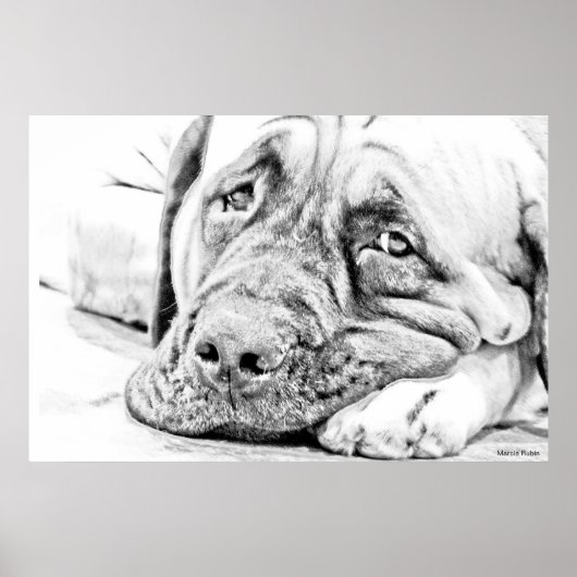 Poster Lazy Mastiff (Devant)