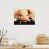 Poster Lazy Piglet (Cuisine)