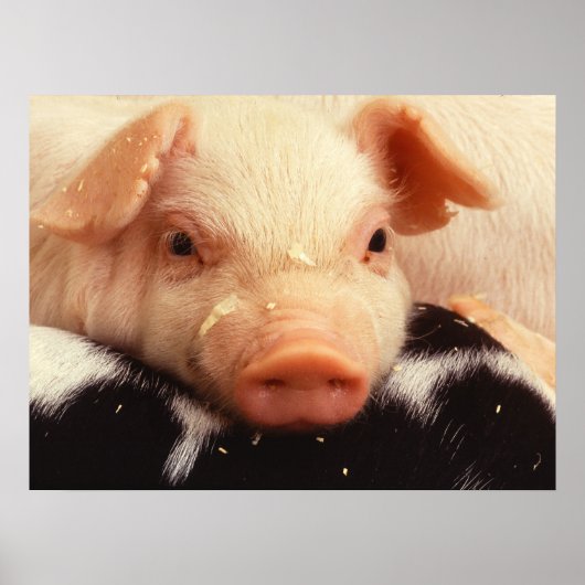 Poster Lazy Piglet (Devant)