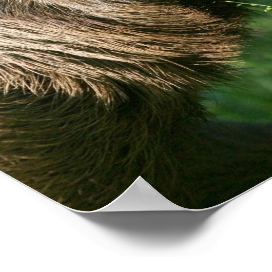 Poster Lazy Sloth (Coin)