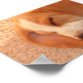 Poster lazzi Kizzi (Coin)