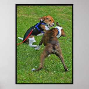 Poster Le beagle assomme la concurrence…