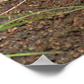 Poster Le Beau Renard Rouge (Coin)