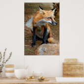 Poster Le Beau Renard Rouge (Cuisine)