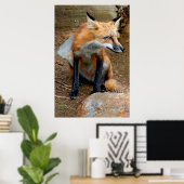 Poster Le Beau Renard Rouge (Bureau à domicile)