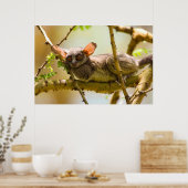 Poster Le Bébé du Sénégal (Galago Senegalensis) (Cuisine)