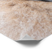 Poster Le bébé Lemur de Ring-Tailed (Coin)