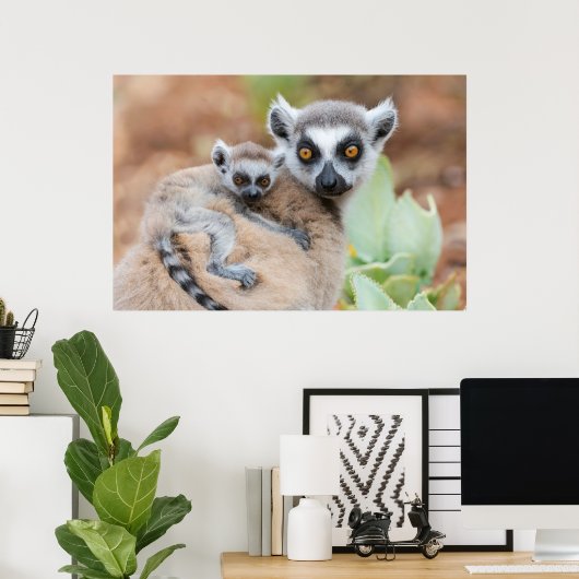 Poster Le bébé Lemur de Ring-Tailed (Bureau à domicile)
