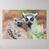 Poster Le bébé Lemur de Ring-Tailed (Devant)