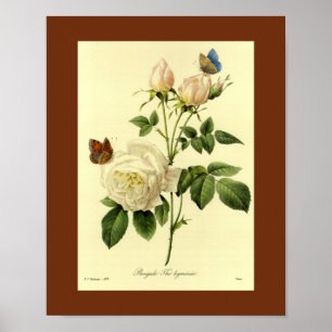 Poster Le Bengale s'est levé 16 x 20